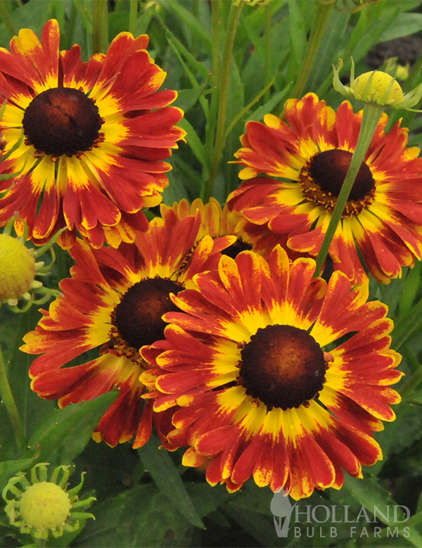 Mariachi™ Fuego Pre-Potted Helenium