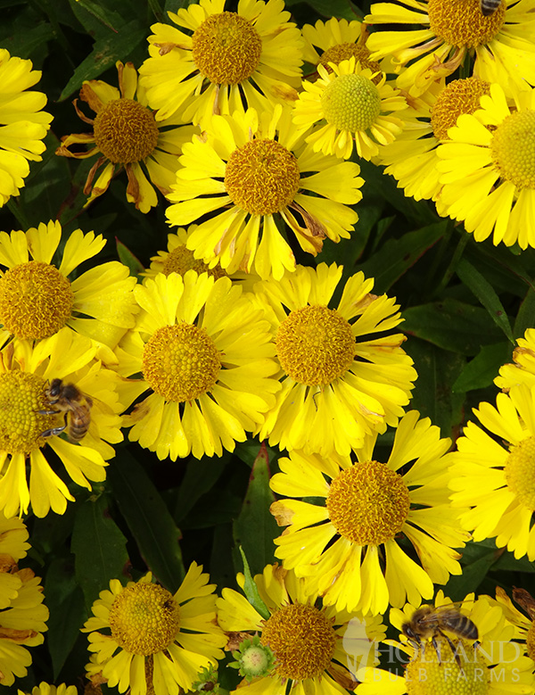 Mariachi™ Sombrero Pre-Potted Helenium