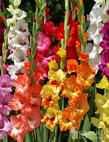 Robert Kemp Giant Canna - Flowers And Bulbs