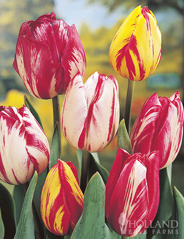 Download Mixed Rembrandt Tulips Tulip Bulbs Broken Tulips