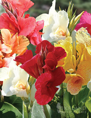 Canna Lily Bulbs - Dwarf Mix, Spring Flower Bulbs