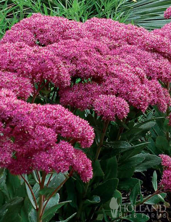 Mr. Goodbud Pre-Potted Sedum