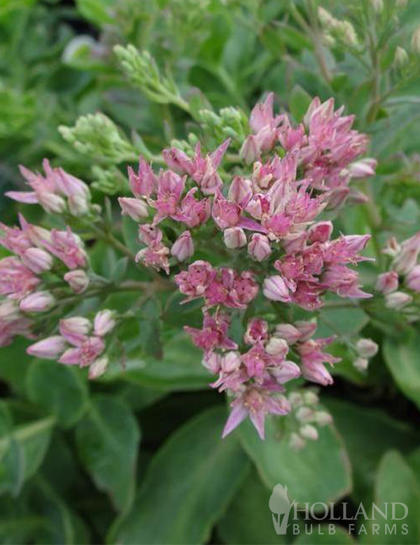 Munstead Dark Telephium Pre-Potted Sedum