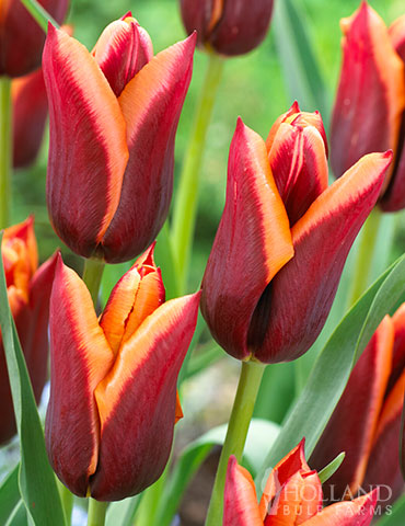Bulbe de Tulipe Jackpot, Peter Nyssen