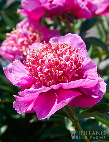 Peony Neon One Most Popular Japanese Inflorescences Two Row Cup