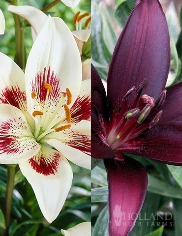 Night & Day Asiatic Lily Collection, Holland Bulb Farms