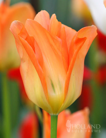 orange tulip bulbs