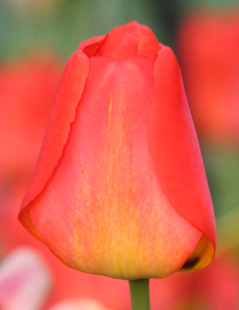orange tulip bulbs
