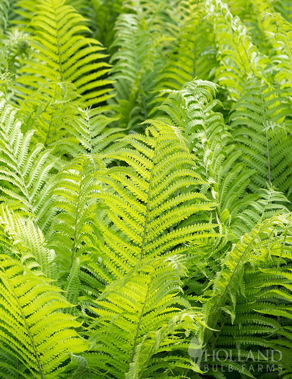 Ostrich Fern Pre-Potted