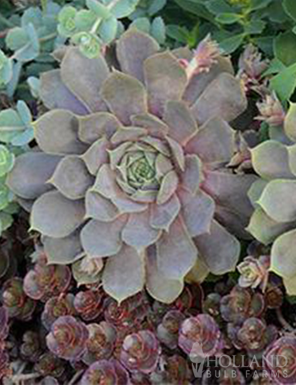 Pacific Blue Pre-Potted Hens & Chicks