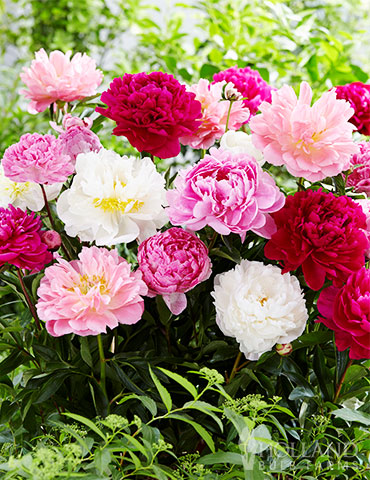Peony Mix | Peonies for Planting in Fall | Paeonia lactiflora Mix