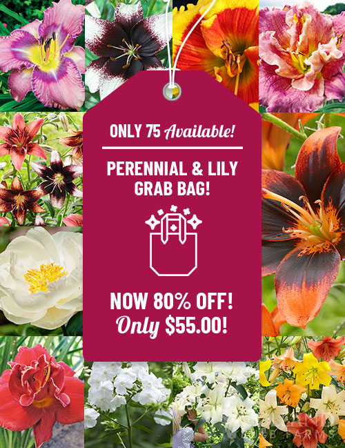 Perennial Flowers and Lilies Grab Bag