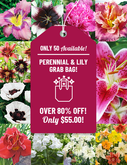 Perennial Flowers and Lilies Grab Bag