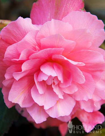 Begonia - Pink - Ruffled