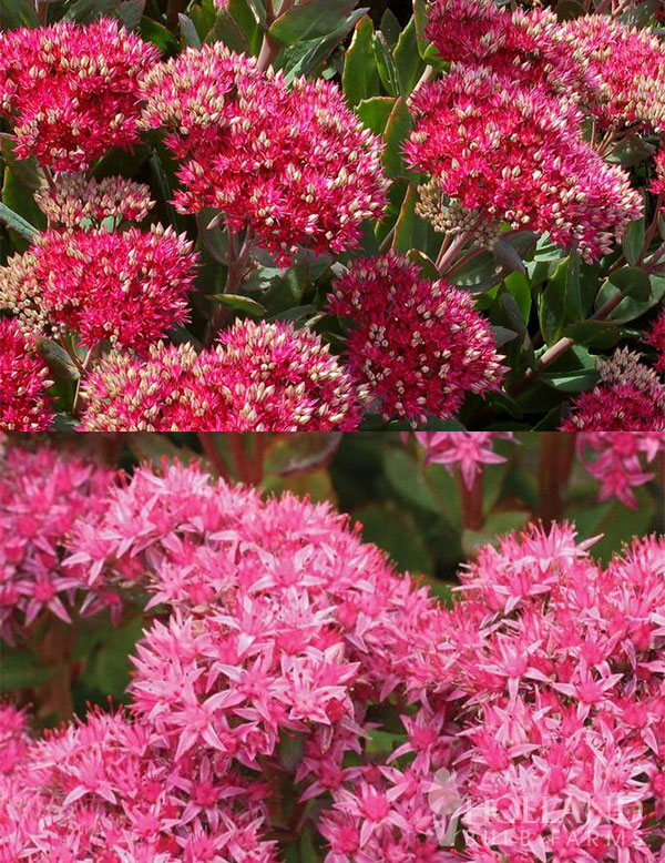 Pink Power Sedum Pre-Potted Duo