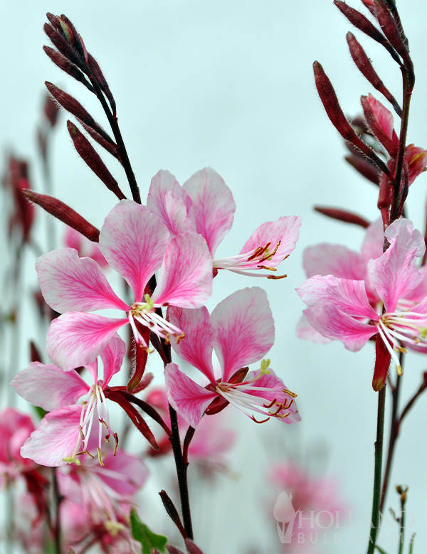 Pink Pre-Potted Gaura Bantam®