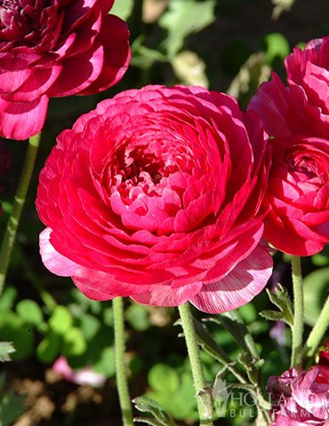 Pink Tecolote® Ranunculus, Holland Bulb Farms