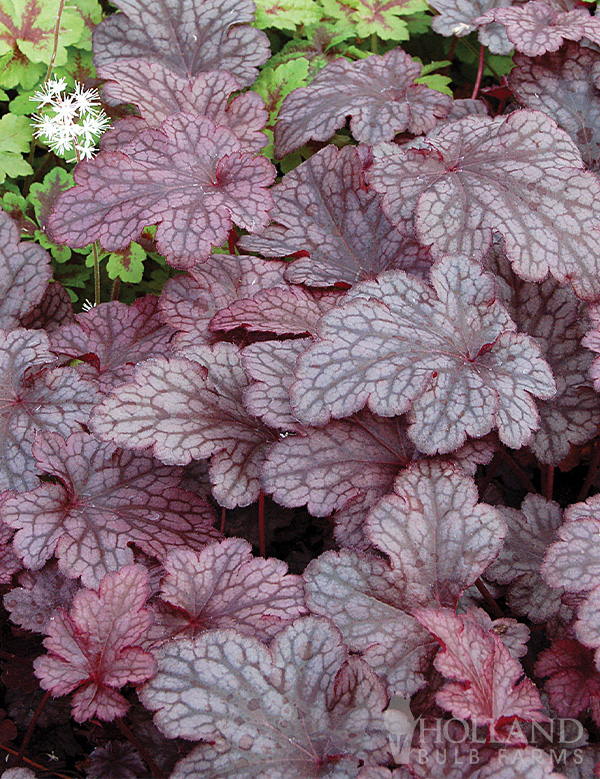 Plum Pudding Pre-Potted Heuchera