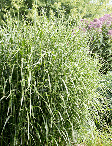 15+ Porcupine Grass Plants
