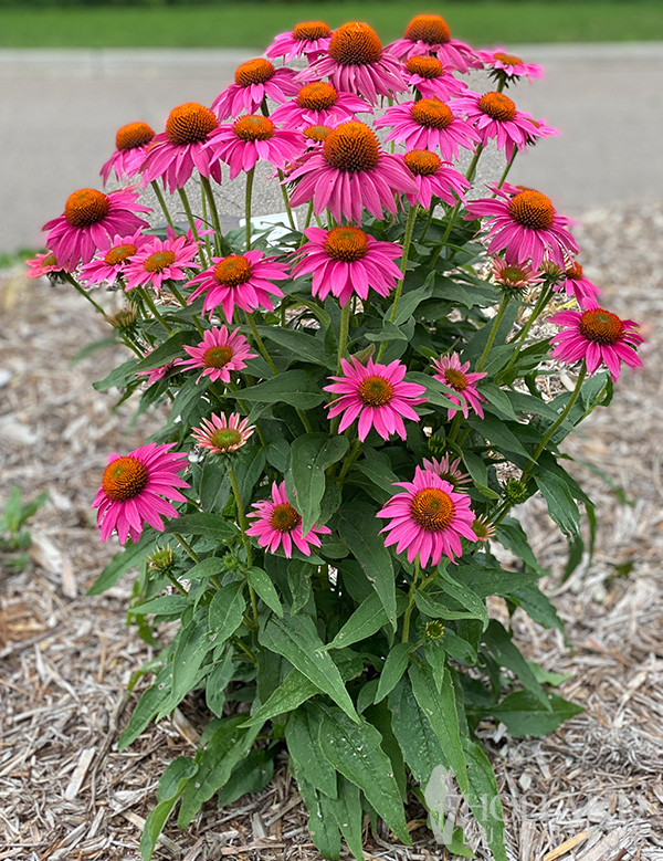 Pow Wow Berry Pre-Potted Echinacea