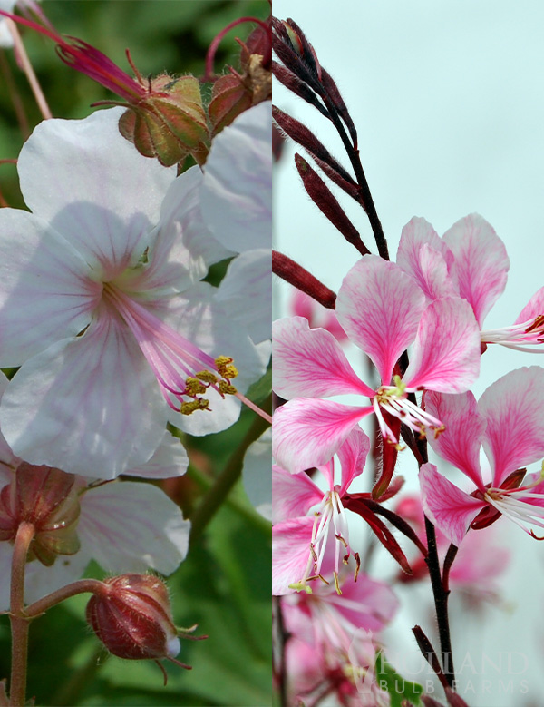 Prairie Pink Pre-Potted Duo