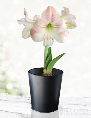 Premium Charming Amaryllis Gift Kit - Black Pot