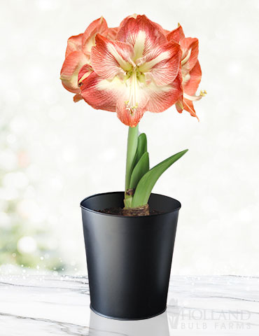 Premium Minerva Amaryllis Gift Kit - Black Pot