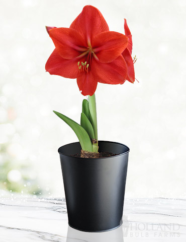 Premium Red Lion Amaryllis Kit - Black Pot