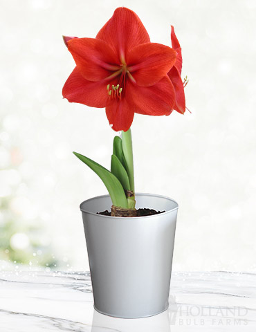 Premium Red Lion Amaryllis Kit - Silver Kit