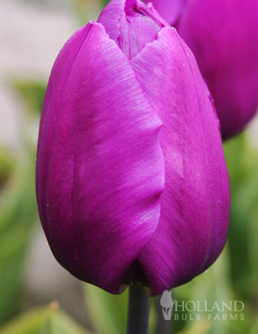 purple tulip