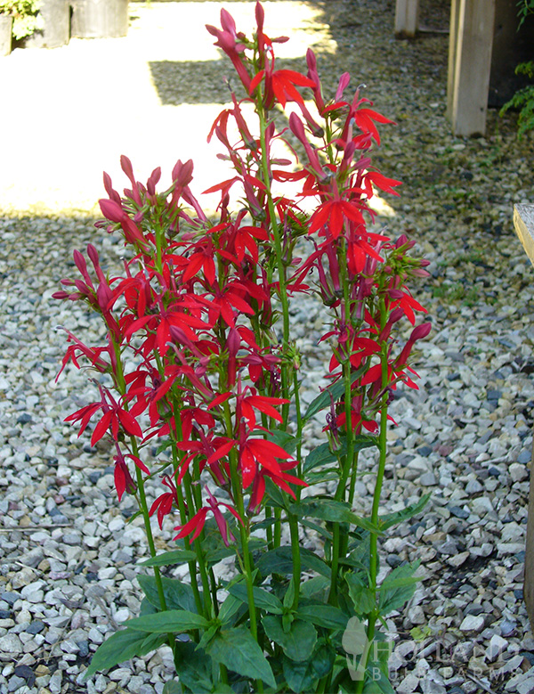 Queen Victoria Pre-Potted Lobelia