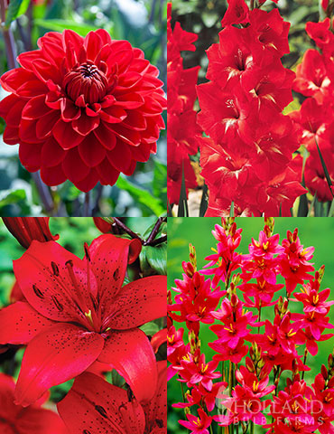 red flowers that bloom all summer