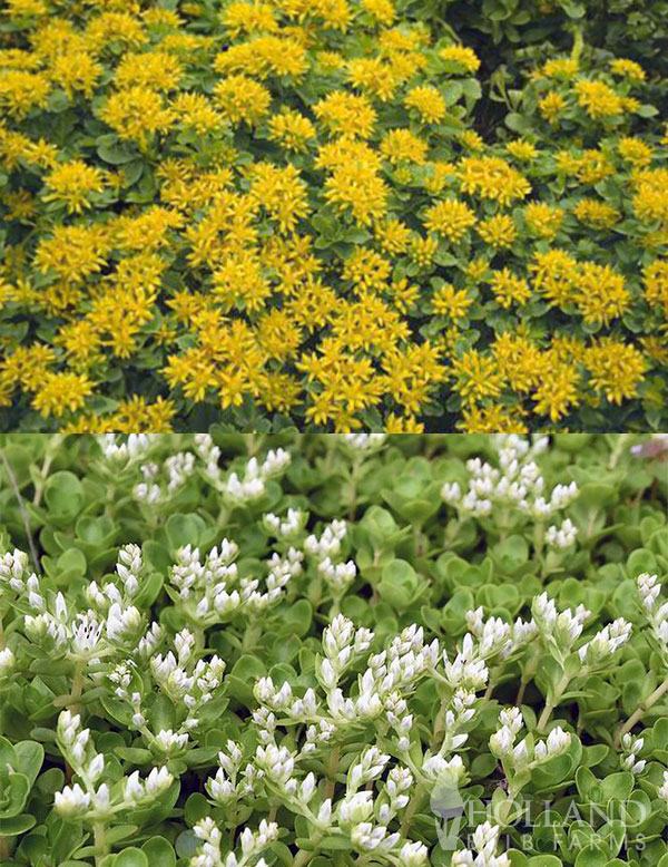 Rays of Sun Sedum Pre-Potted Duo