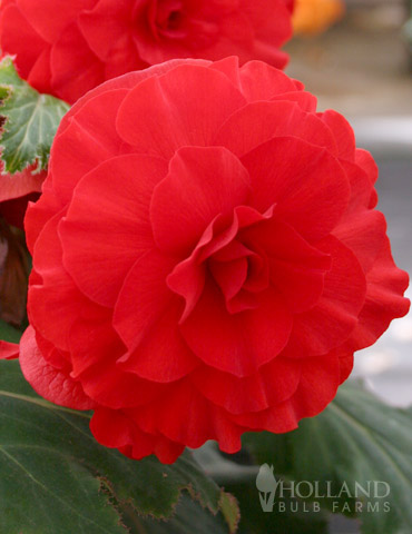 Red Double Begonia | Holland Bulb Farms | 71102