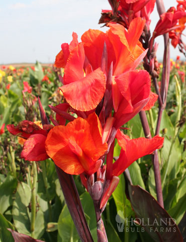 Red Velvet Canna Lillies for Sale