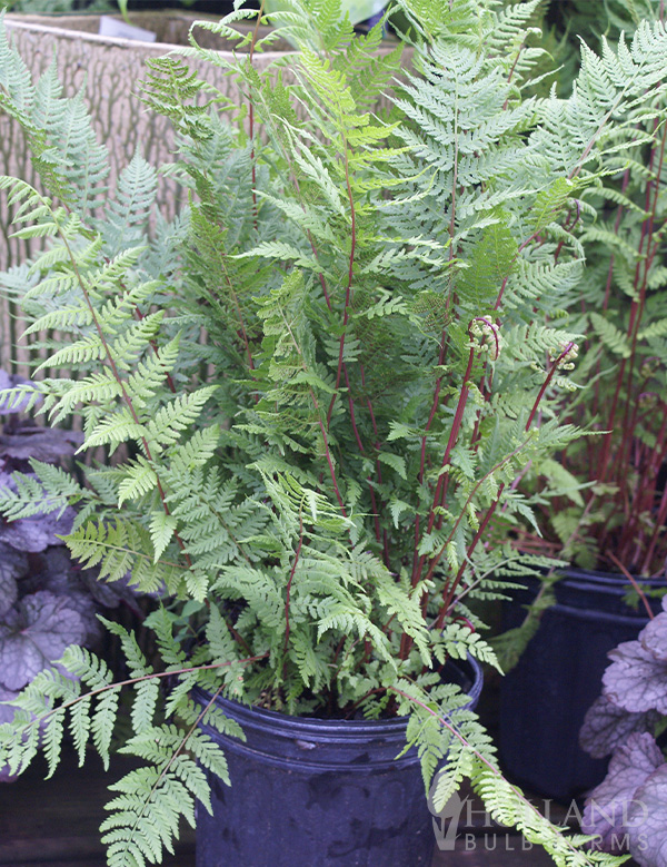 Red Lady Pre-Potted Painted Fern