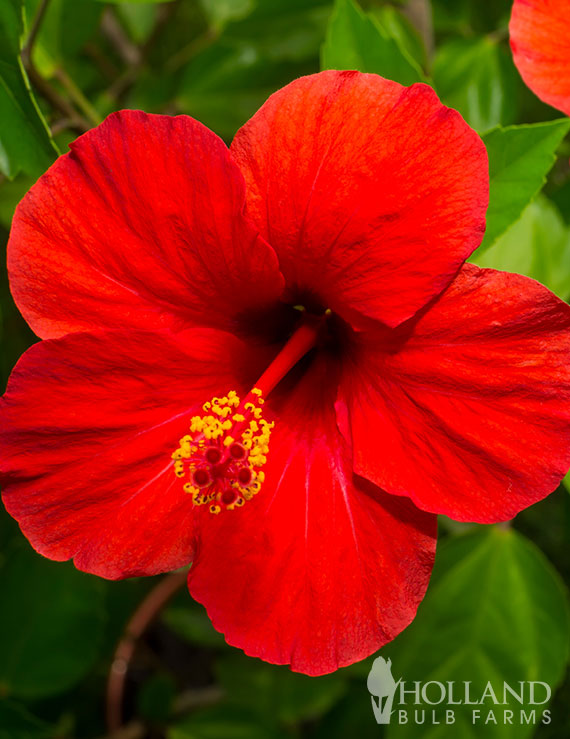 Red Pre-Potted Hardy Hibiscus