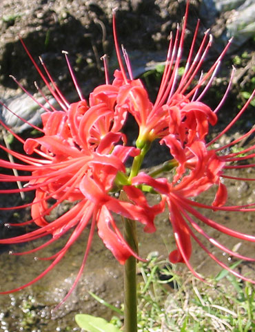 Red Spider Lily Lycoris Radiata Holland Bulb Farms