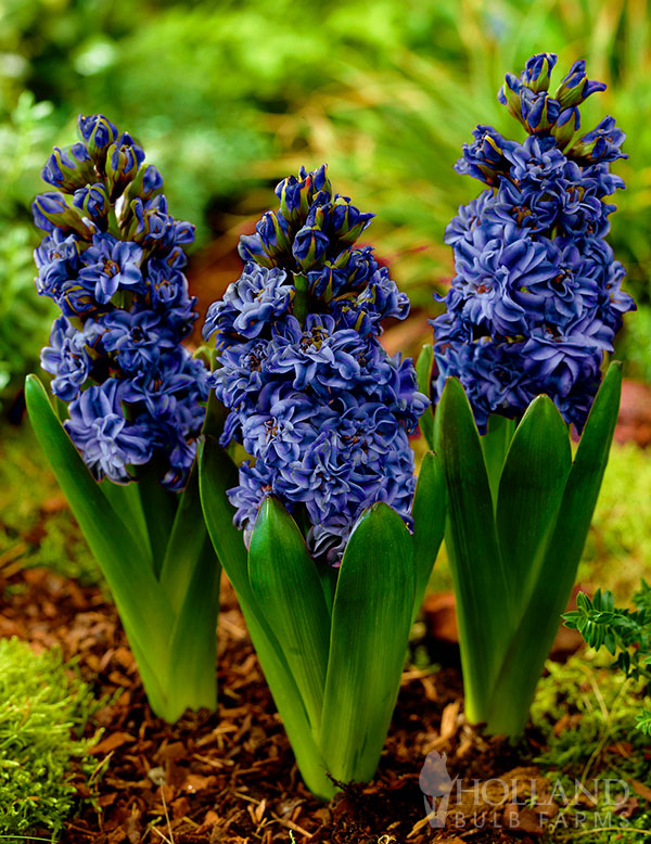 Royal Navy Double Hyacinth