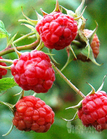 raspberry tree fruit