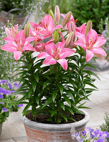 Bouquet of Pink Asiatic Lilies