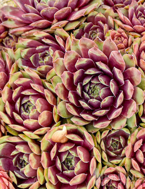 Ruby Heart Pre-Potted Hens & Chicks