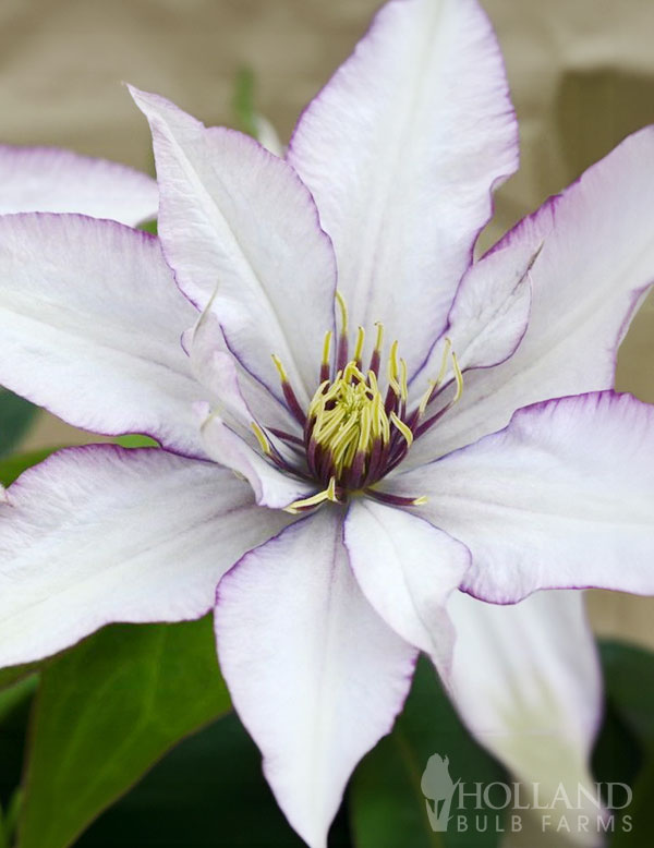 Samaritan Jo Pre-Potted Clematis