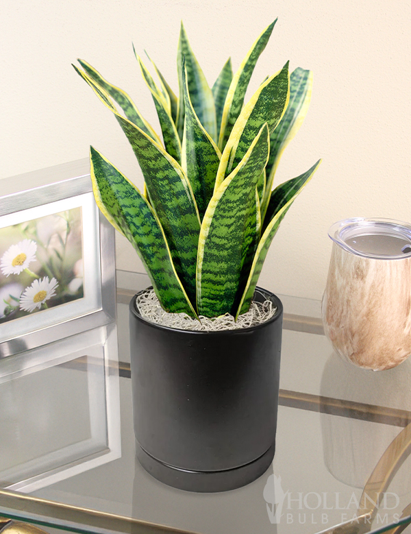 Sansevieria Futura Houseplant