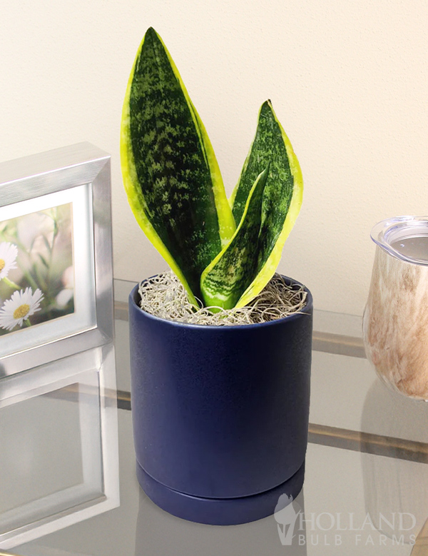 Sansevieria Snake Plant Dwarf Houseplant