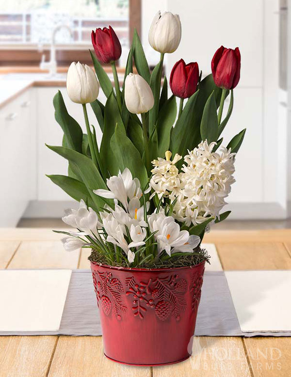 Shimmering Snow Potted Bulb Garden 