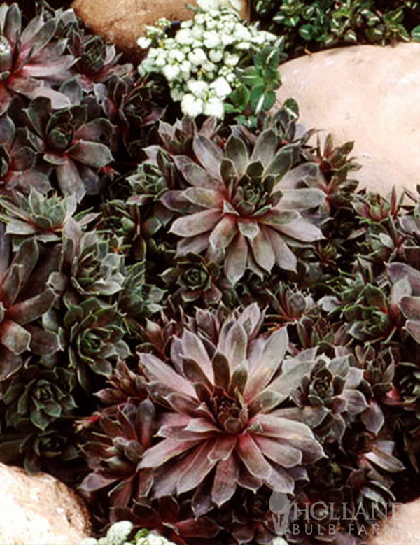 Silverine Pre-Potted Hens & Chicks