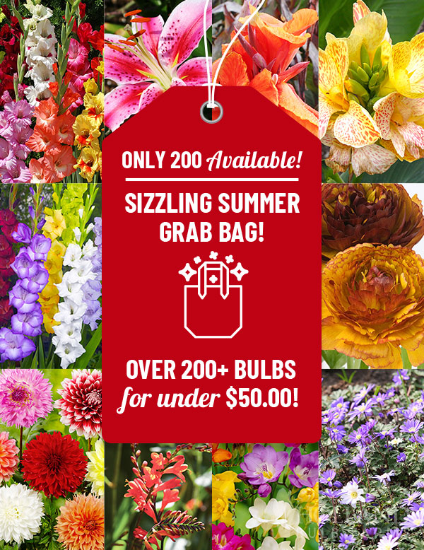Sizzling Summer Flower Grab Bag