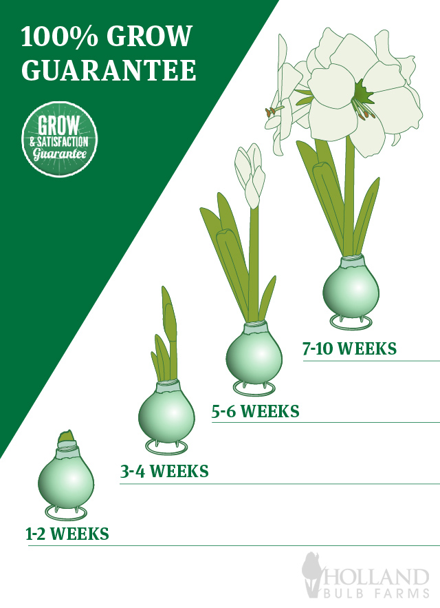 https://www.hollandbulbfarms.com/Shared/Images/Product/Sparkle-and-Shine-Waxed-Amaryllis/hbf-waxed-amaryllis-growth-chart.jpg