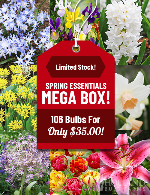 Spring Essentials Mega Box